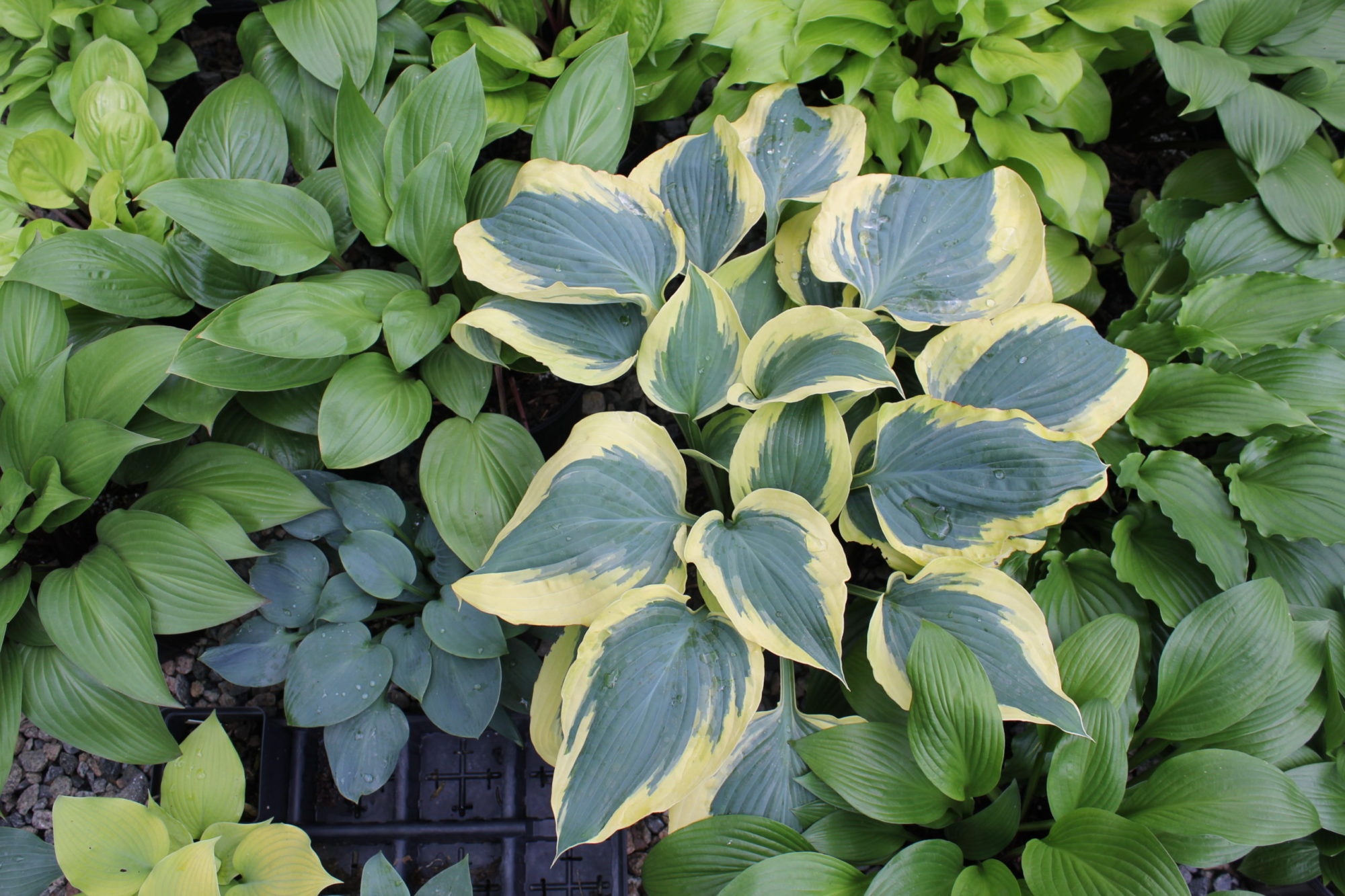 Products The Hosta Guru Products The Hosta Guru